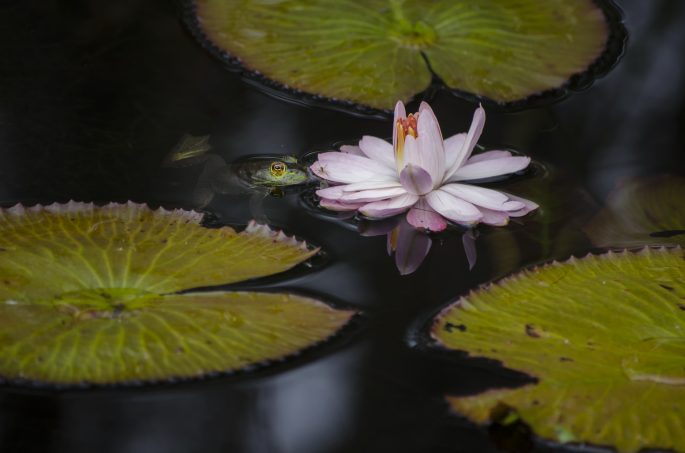 Water lily and frog photography